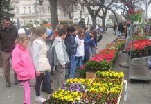 Vreme kada „Pogača“ procveta