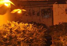 Otkrivena laboratorija marihuane i zaplenjeno više od pedeset kilograma marihuane Otkrivena laboratorija marihuane |Foto: MUP