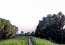 Mladi sutra uređuju staze na dolmi kraj Tise