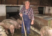 Šandor Halai se odlaskom u penziju prešaltovao na poljoprivredu Šandor svakodnevno provodi vreme uz svoje svinje | Foto: Vlastimir Jankov