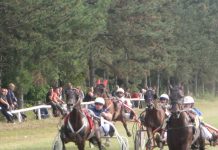 Kasački dan u Bečeju: Atila Seke lane junak, ove godine tragičar Vodila se žestoka borba na bečejskom hipodromu | Foto: Vlastimir Jankov