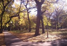 Temerin, više od jeftinog šopinga Veliki park u Temerinu mami posetioce u jesen