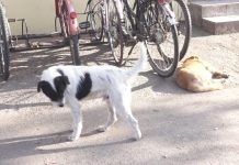 Novi poslovi za JP „Komunalac“