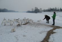 Bečejci hrane „svoje“ labudove Bojana i Robert su izneli 40 kilograma zrnaste hrane | Foto: Vlastimir Jankov