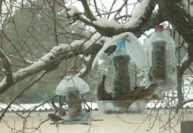 Hranilice za ptice, preko potrebna pomoć tokom niskih temperatura