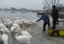 Poznati bečejski šarandžija hrani labudove tokom ledenih dana Miljan Jovanović, na ledu, i Milan Bukvički Butija se svakodnevno druže s labudovima | Foto: Vlastimir Jankov