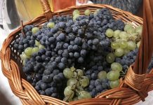 Subota: Dvojezična predavanja o vinu u Potisju