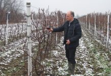 Posle sedam decenija opet vino iz Medenjače Tomislav Varečka je na Svetog Trifuna izašao u vinograd i simbolično orezeo i vinom zalio čokot vinove loze | Foto: Vlastimir Jankov