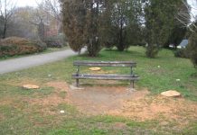 Uzalud je čika Jova upozoravao: Sadi drvo! Tri „sveža“ panja na šetalištu kraj Tise... | Foto: Vlastimir Jankov