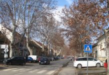 Uskoro rezidba platana u Zelenoj Vekovni šarm bečejskoj Zelenoj ulici umnogome daju platani | Foto: Vlastimir Jankov