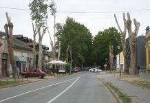 U toku sanaciona rezidba platana u Zelenoj Sanaciona rezidba platana menja režim saobraćaja u Zelenoj ulici | Foto: Vlastimir Jankov