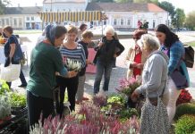Danas i sutra: Rascvetana „pogača“ Pored uživanja u gledanju, cveta i prodaja cveća | Foto: Vlastimir Jankov