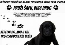 Revija pasa iz azila: „Pruži šapu, budi drug“ ove nedelje u centru Bečeja