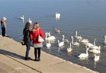 Labudovi zimska atrakcija kraj Tise u Bečeju Labudovi su stalna zimska atrakcija na Tisi