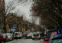 Oštećena vozila: Vetar oborio stablo u Glavnoj ulici u Bečeju