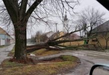 Bačko Petrovo Selo: Vetar iščupao i oborio drvo u glavnoj ulici Foto: Barbara Varga/backopetrovoselo.com