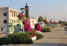 Novi Bečej: Od srede tretmani suzbijanja ambrozije Ilustracija, Novi Bečej | Foto: Goran Birimac