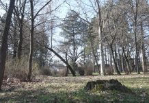 Od opština i gradova slaba vajda za pošumljavanje Vojvodine Ilustracija | Građani u akciji pošumljavanja opštine Bečej