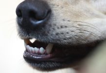 Formirana opštinska komisija za naknadu štete zbog ujeda napuštenih životinja