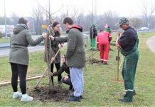 Učenici bečejski ekonomske škole u eko akciji „Plantox“ Novi drvored platana kraj kružnog toka u Bečeju
