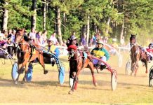 Konjički klub Potisje u nedelju organizuje Kasački dan u Bečeju Kasači uvek privlače pažnju Bečejaca