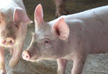 Afrička kuga svinja: Bečej nije više zaraženo područje