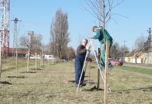 Projekat vredan 1,75 miliona dinara: 135 novih sadnica posađeno na dve lokacije u Bečeju