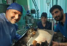 Da li je anestezija bezbedna za ljubimca? Stručni savet ambulante ŽarVel