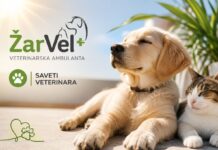 ŽarVel VET: Da li ste znali da i ljubimci mogu dobiti opekotine od sunca?