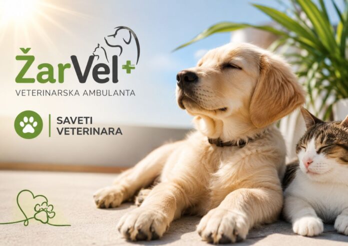 žarvel vet (2)