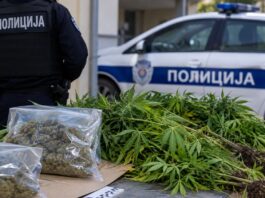 Policija u Bačkom Gradištu pronašla marihuanu i biljke kanabisa